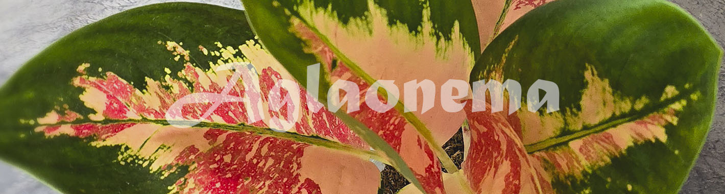 Aglaonema