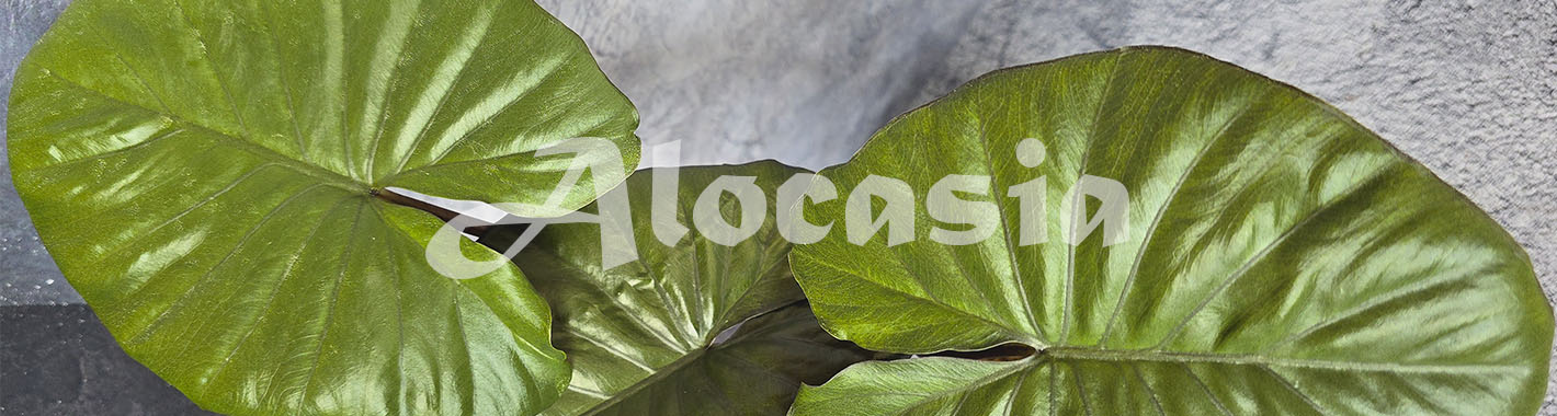 Alocasia