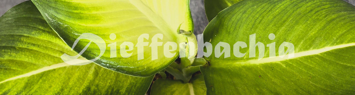 Dieffenbachia