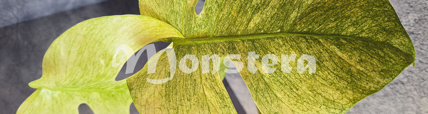 Monstera