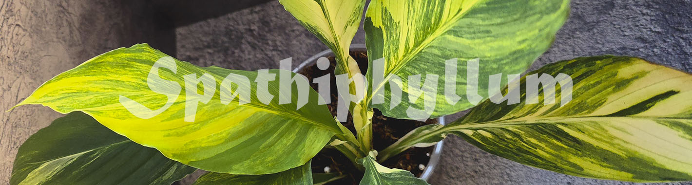 Spathiphyllum